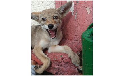 Rescatan a cría de coyote que deambulaba en calles de Azcapotzalco