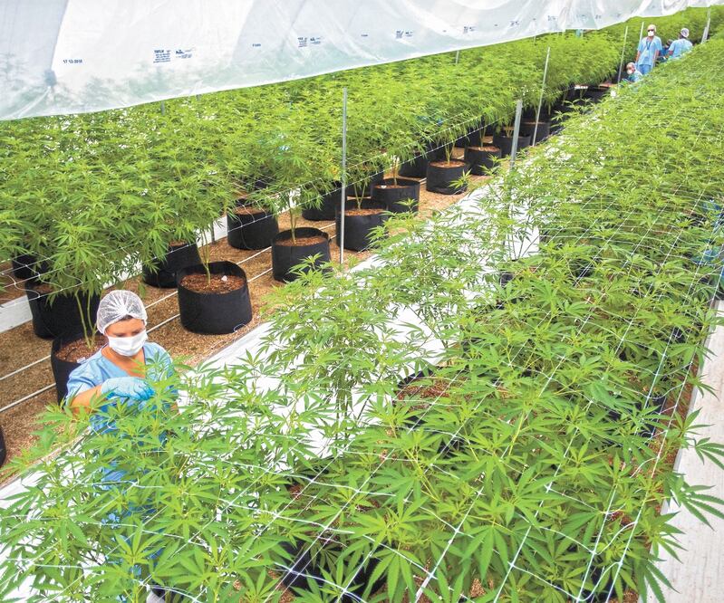 La especialista comentó que no se está aprovechando la oportunidad de apuntalar a México como el tercer país en el mundo, después de Uruguay y Canadá, en legalizar todos los usos de la marihuana. Foto: MATILDE CAMPODONICO. AP