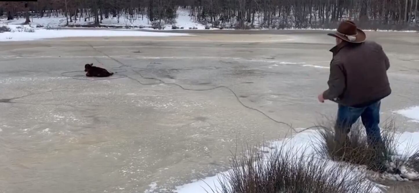 Max Bishop rescató a un ternero en Arkansas. Foto: tomada de video