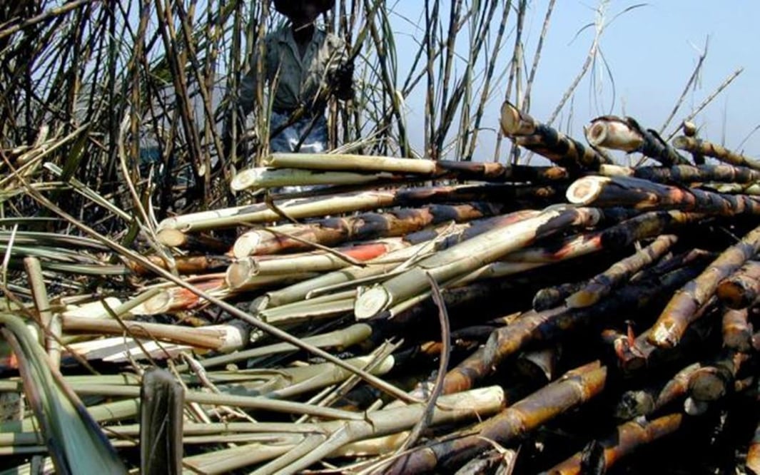 México cedió para evitar escenario "desastroso", asegura industria azucarera