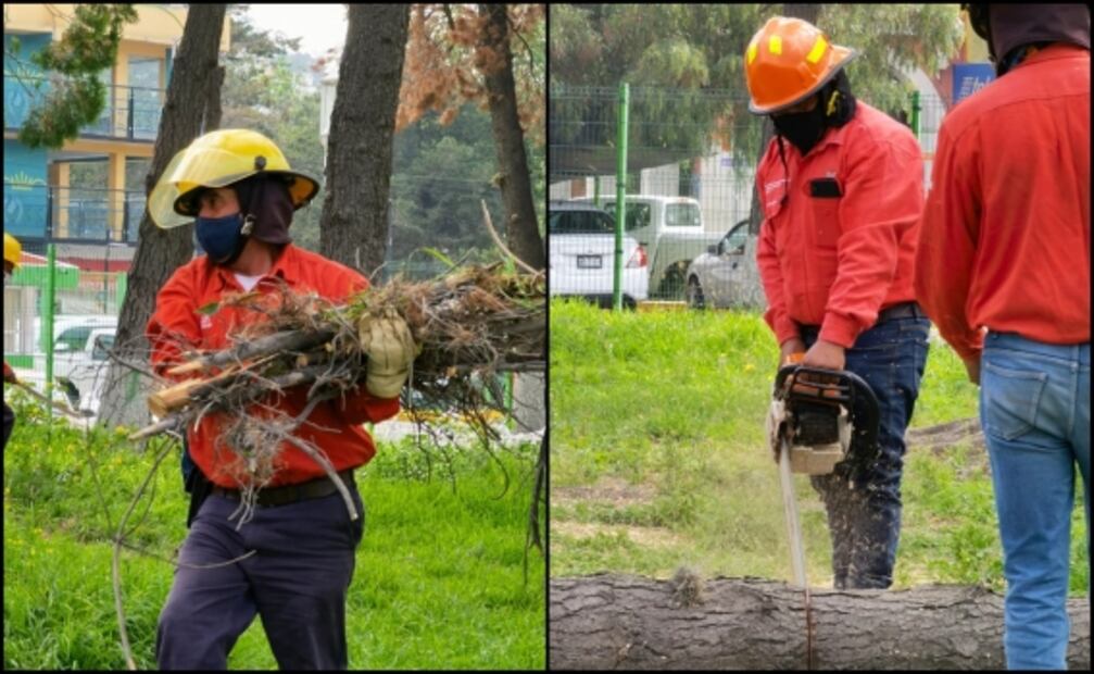 Plaga provoca derribo de 293 árboles en parque de Pachuca
