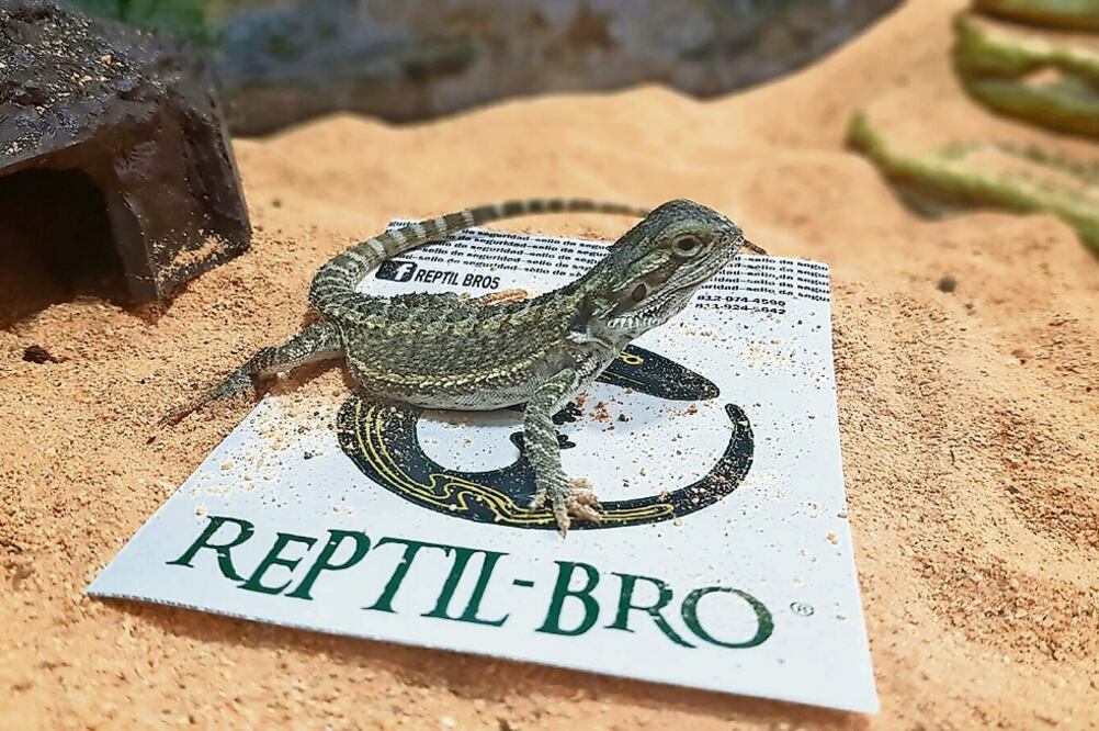 Reptil Bros (sic) se describe como “comercializadora y criadora de mascotas no convencionales registrados ante Semarnat”. (FOTOS: FACEBOOK)