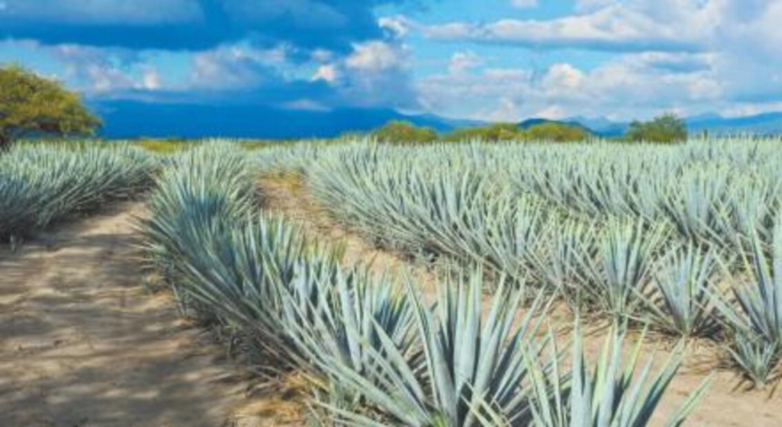 Conoce las diferencias entre el tequila y el mezcal