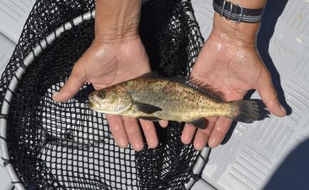 Celebrarán primer festival de la totoaba en Baja California