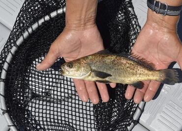 Celebrarán primer festival de la totoaba en Baja California