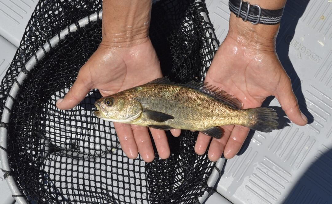 Fotos: Viko Rodríguez