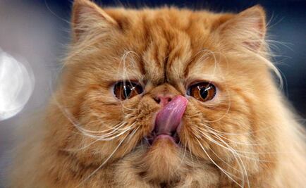 ¿Por qué los gatos son más independientes que los perros?