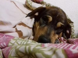 SSC emite recomendaciones para proteger a mascotas ante el frío; priorizan su bienestar