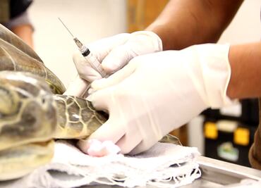 Rescatan y rehabilitan a tortugas en Tamaulipas