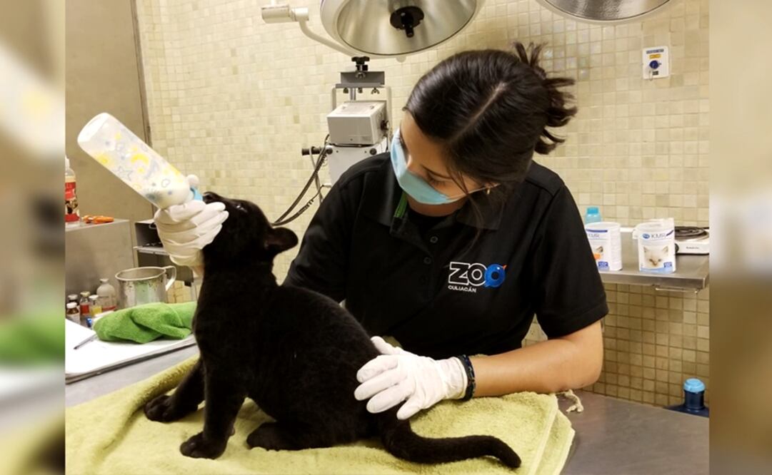 Zoo director Diego García Heredia revealed that the five-week-old cub was born from a couple of felines called Sombra (Shadow) and Macario, who began a courtship one year ago - Photo: Courtesy of the Culiacán Zoo