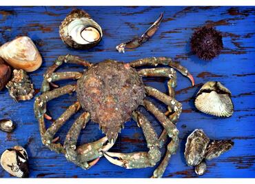 Directo del mar hasta tu mesa