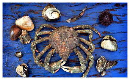 Directo del mar hasta tu mesa