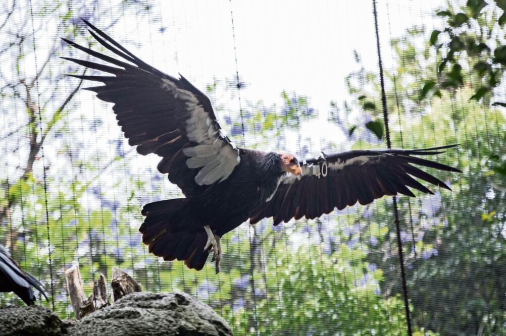 Gracias a los programas de conservación han nacido 38 ejemplares del cóndor de California que actualmente están en vida libre en Baja California; tres nacieron en el Zoológico de Chapultepec. Foto: GERMÁN ESPINOSA. EL UNIVERSAL