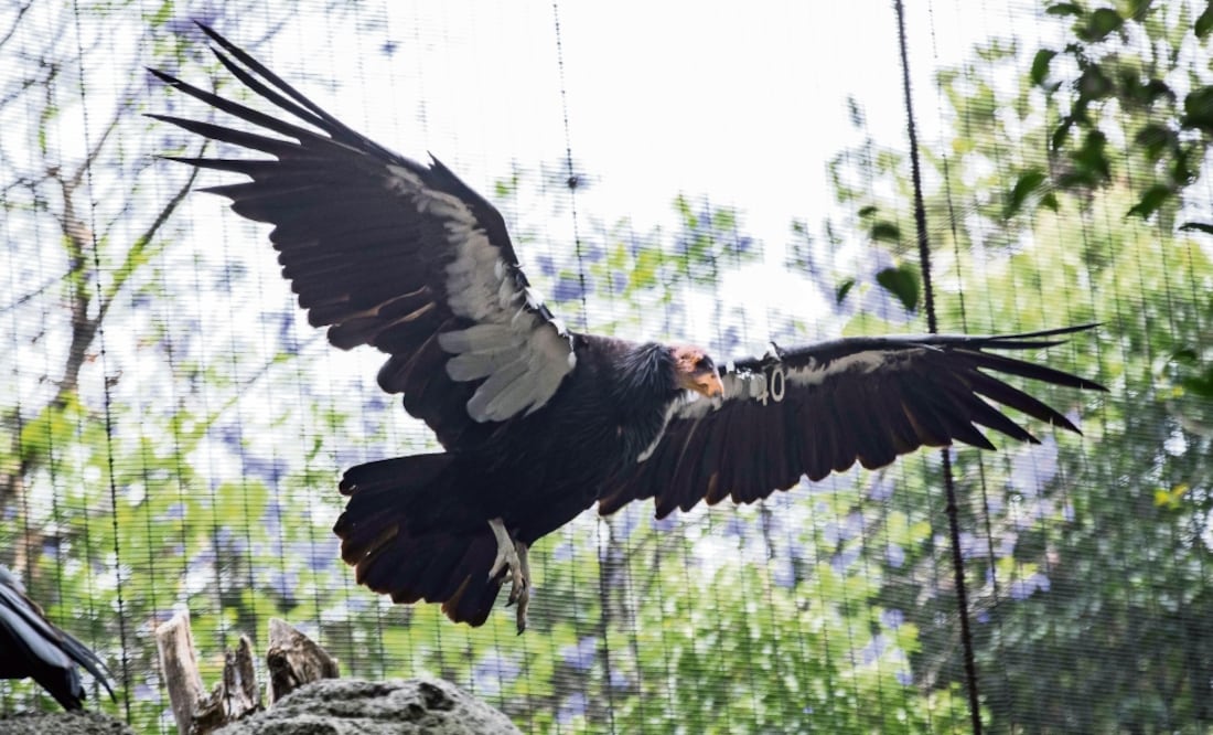 Gracias a los programas de conservación han nacido 38 ejemplares del cóndor de California que actualmente están en vida libre en Baja California; tres nacieron en el Zoológico de Chapultepec. Foto: GERMÁN ESPINOSA. EL UNIVERSAL
