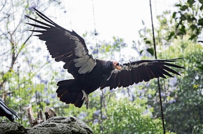 Al rescate de las especies en peligro en la CDMX