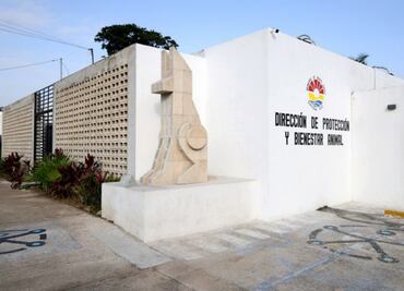 Activistas denuncian matanza de perros y gatos en Centro de Bienestar Animal en Cancún; piden apoyo en el Senado