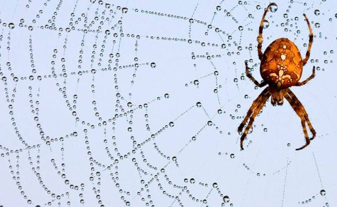 Resultados presentan una nueva comprensión de la diversidad, la prevalencia y distribución de los artrópodos en nuestra vida cotidiana. Foto: Archivo