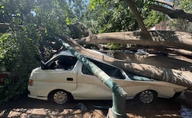 Árbol de gran tamaño cae sobre vehículos; derriba cables en Azcapotzalco