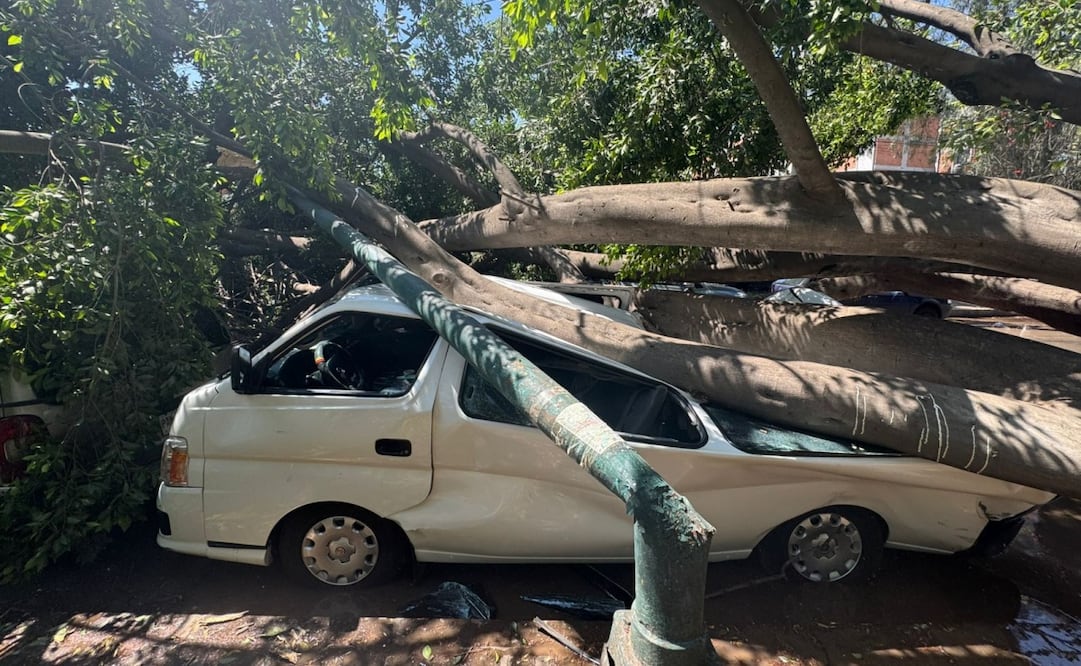 Árbol cae sobre vehículos. Foto: especial