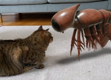 Crustáceos y artrópodos en cualquier parte de tu casa con Google Arts & Culture