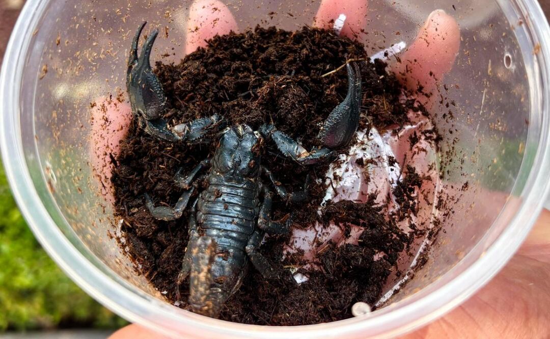 Entre los animales rescatados por personal de la Profepa se encuentra un escorpión emperador (21/10/2025). Foto: Especial