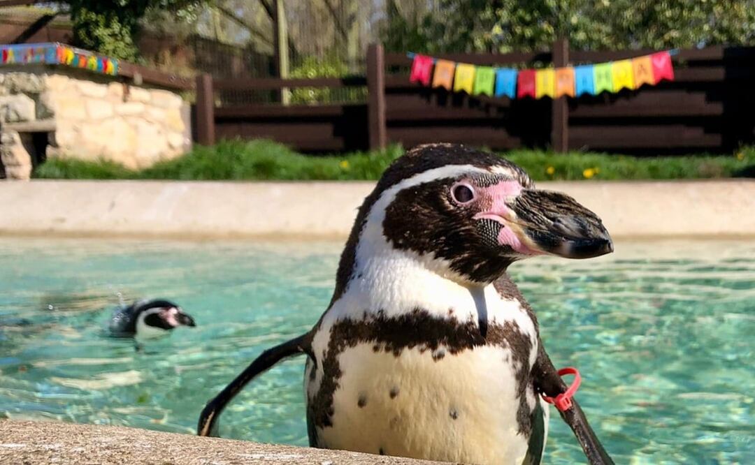 Un zoológico británico anunció el lunes la muerte de “Rosie”, el pingüino de Humboldt más longevo del mundo. Foto: Twitter @SewerbyHall