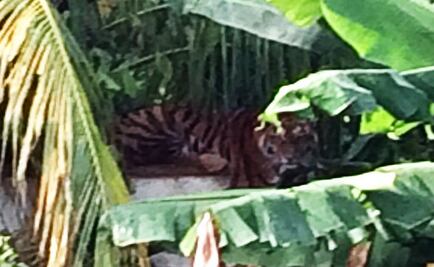 Tigre de bengala causa movilización y alarma en Chetumal 