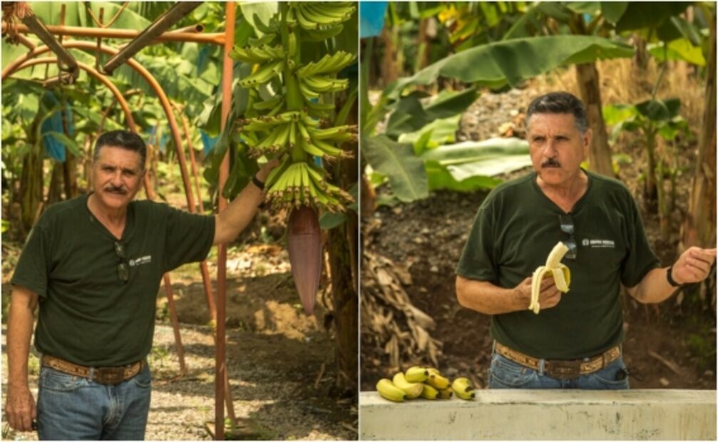 Michoacán, una comunidad en armas para plantar plátanos