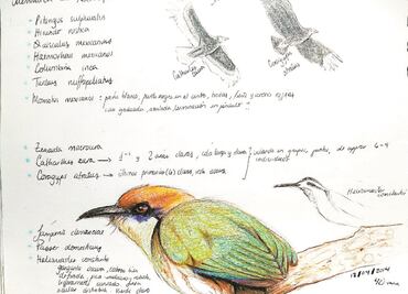 Pajarear, la actividad de antaño para proteger a las aves