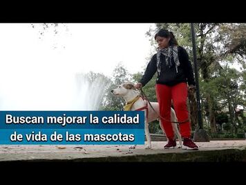 Multarán a quien saque sin correa a su perro