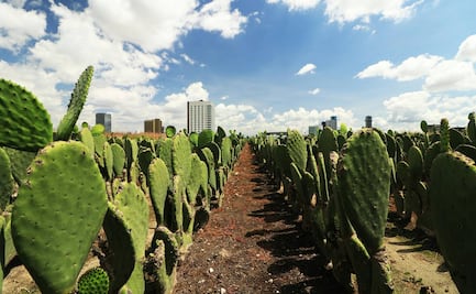 Concurso de desespinado otorgará hasta 10 mil pesos; la Feria del Nopal reunirá a más de 200 productores