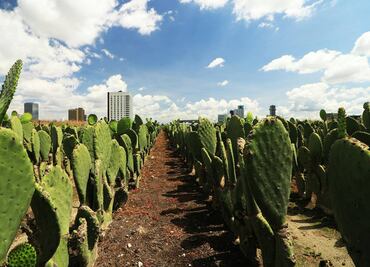 Concurso de desespinado otorgará hasta 10 mil pesos; la Feria del Nopal reunirá a más de 200 productores
