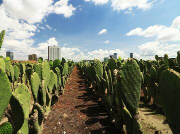 Concurso de desespinado otorgará hasta 10 mil pesos; la Feria del Nopal reunirá a más de 200 productores