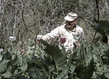 Militares afinan olfato para acabar con cultivos de enervantes