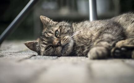Esto hacen los gatos cuando están solos en casa; tips para mantenerlos saludables y felices