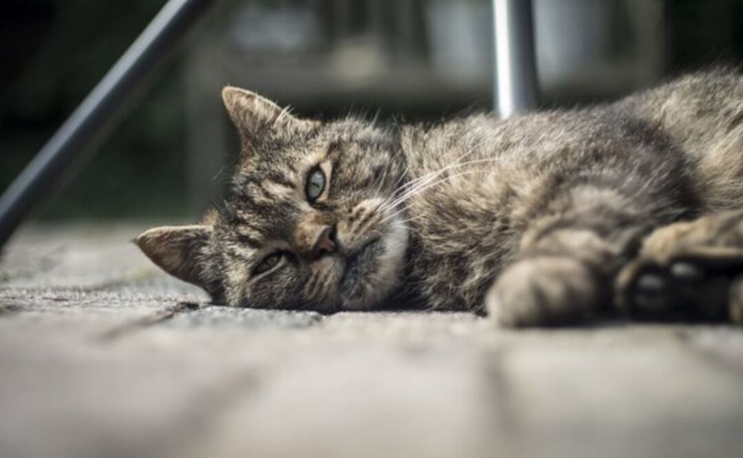 Efectos de la tristeza en la salud física del gato. Fuente: Freepik.