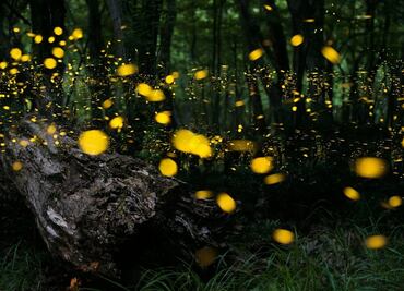 Escapada al Santuario de las Luciérnagas, por 900 pesos