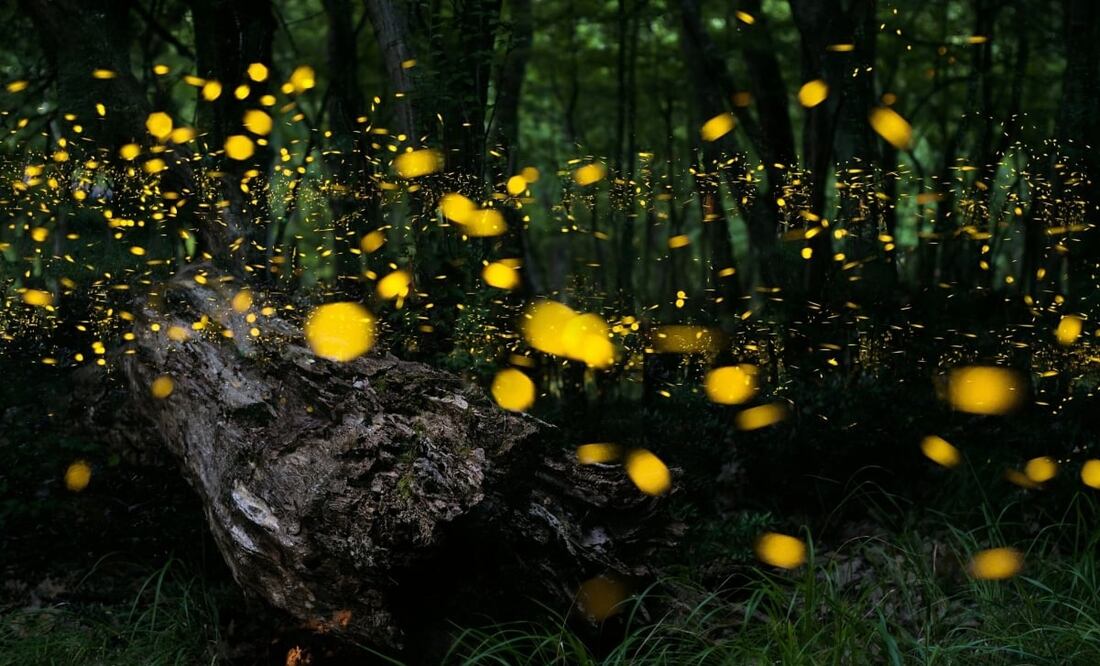 La temporada de luciérnagas va de junio hasta agosto. Foto: Santuario de las Luciérnagas/Getty Images