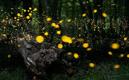 Escapada al Santuario de las Luciérnagas, por 900 pesos