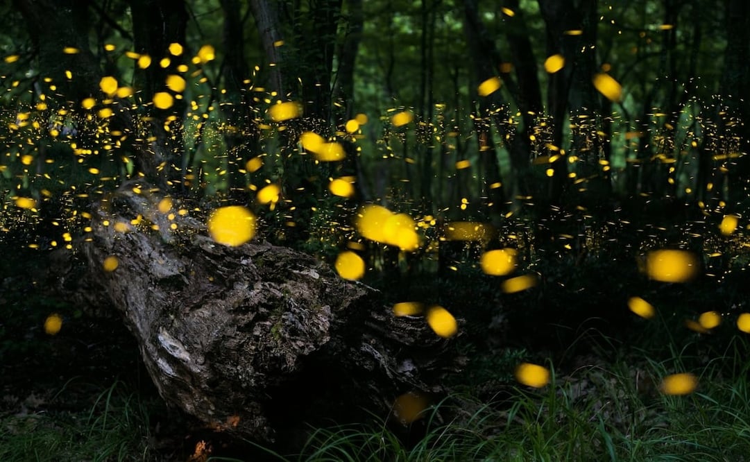 La temporada de luciérnagas va de junio hasta agosto. Foto: Santuario de las Luciérnagas/Getty Images