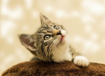 El secreto para evitar que los gatos se estresen durante una mudanza; ten en cuenta estas medidas