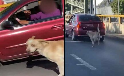 VIDEO: ¿Lo abandonó? Captan a perro persiguiendo a su presunto dueño por Circuito Interior