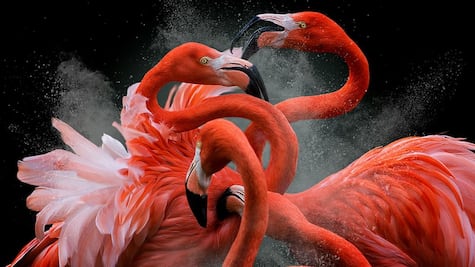 La historia detrás de una fotografia premiada en Londres