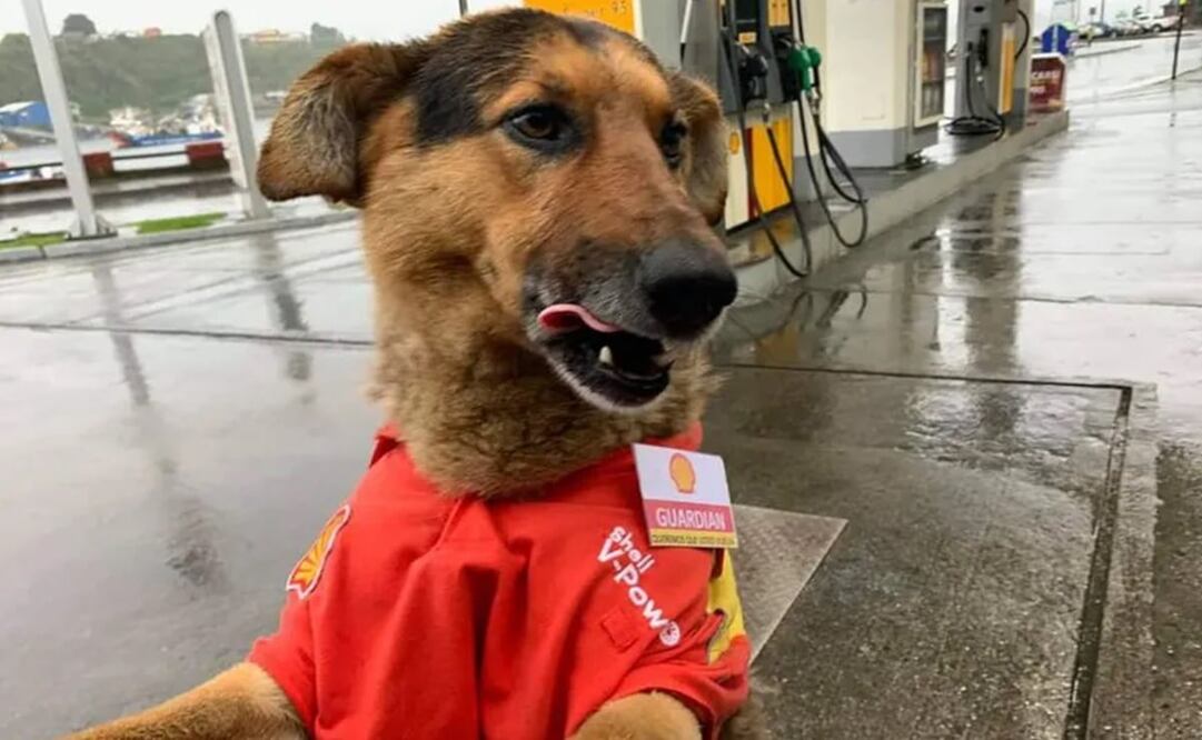 El simpático animal fue adoptado por los empleados de la estación de servicio. Fuente: Facebook