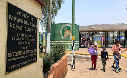 Reportan fuera de peligro a niño mordido por un lobo en Zoológico de Neza