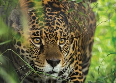 México, el país con más especies en peligro de extinción