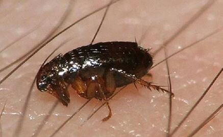 Hallan restos de extraña pulga que sería ancestro de peste bubónica