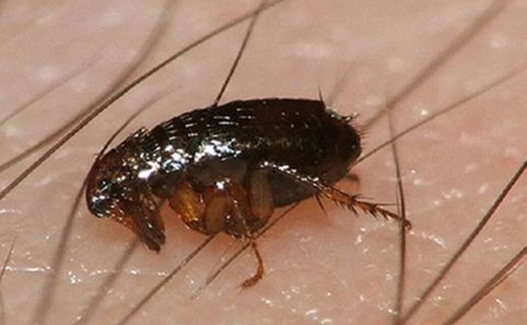 Data de hace unos 20 millones de años. Foto: Archivo