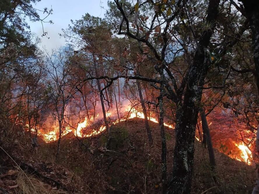 11 incendios consumen bosques de Oaxaca. (FOTO: especial)