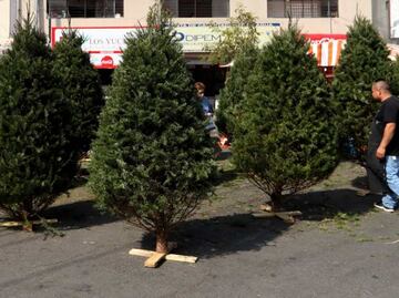 ¡Recicla tu árbol de Navidad en CDMX!; así puedes participar y poder llevarte a cambio una planta ornamental
